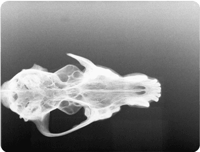 Handgun image xray